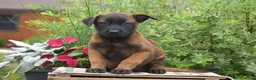 Belgian Malinois dogs for sale: Maverick - Ad 3