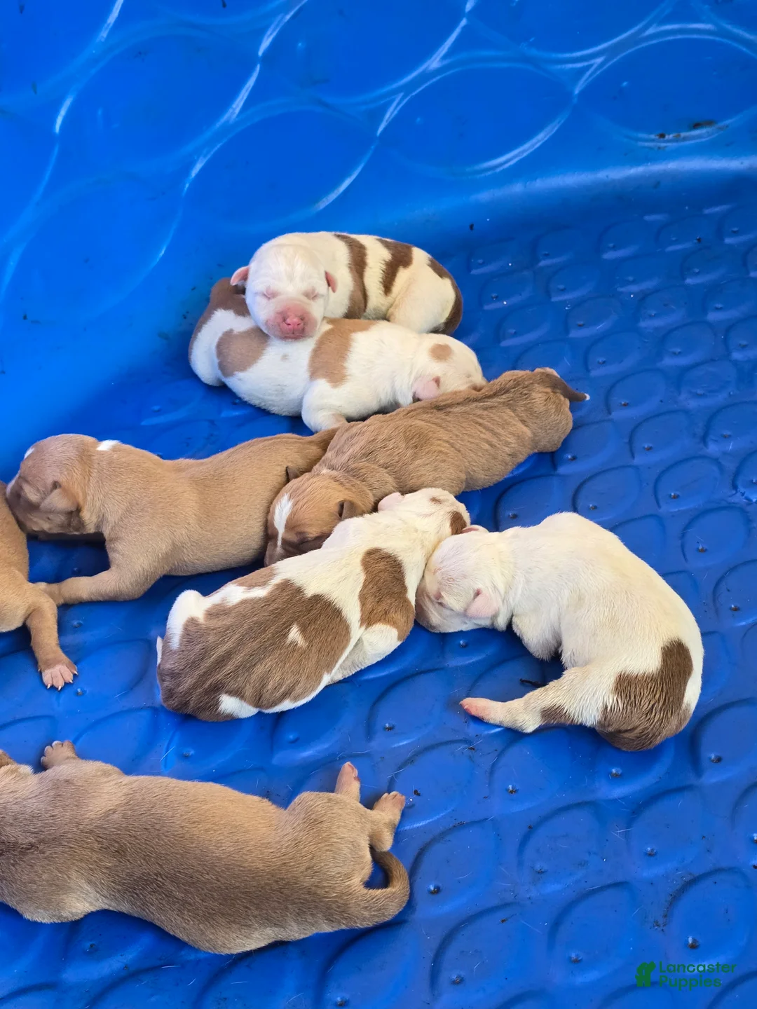 American Bully dogs for sale: American Bully Puppy 7 - Ad 1