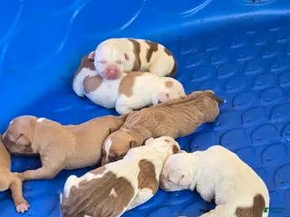 American Bully dogs American Bully Puppy 7 - Ad 4