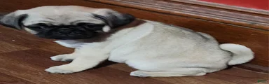 Pug Puppy 1