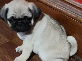 Pug dogs Pug Puppy 1 - Ad 15