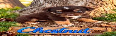 Chestnut