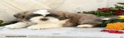 Shih Tzu dogs for sale: Romeo - Ad 5