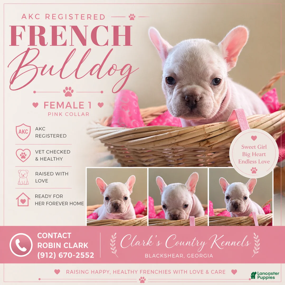 French Bulldog dogs for sale: French Bulldog Puppy 2 - Ad 1