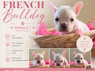French Bulldog dogs for sale: French Bulldog Puppy 2 - Ad 1