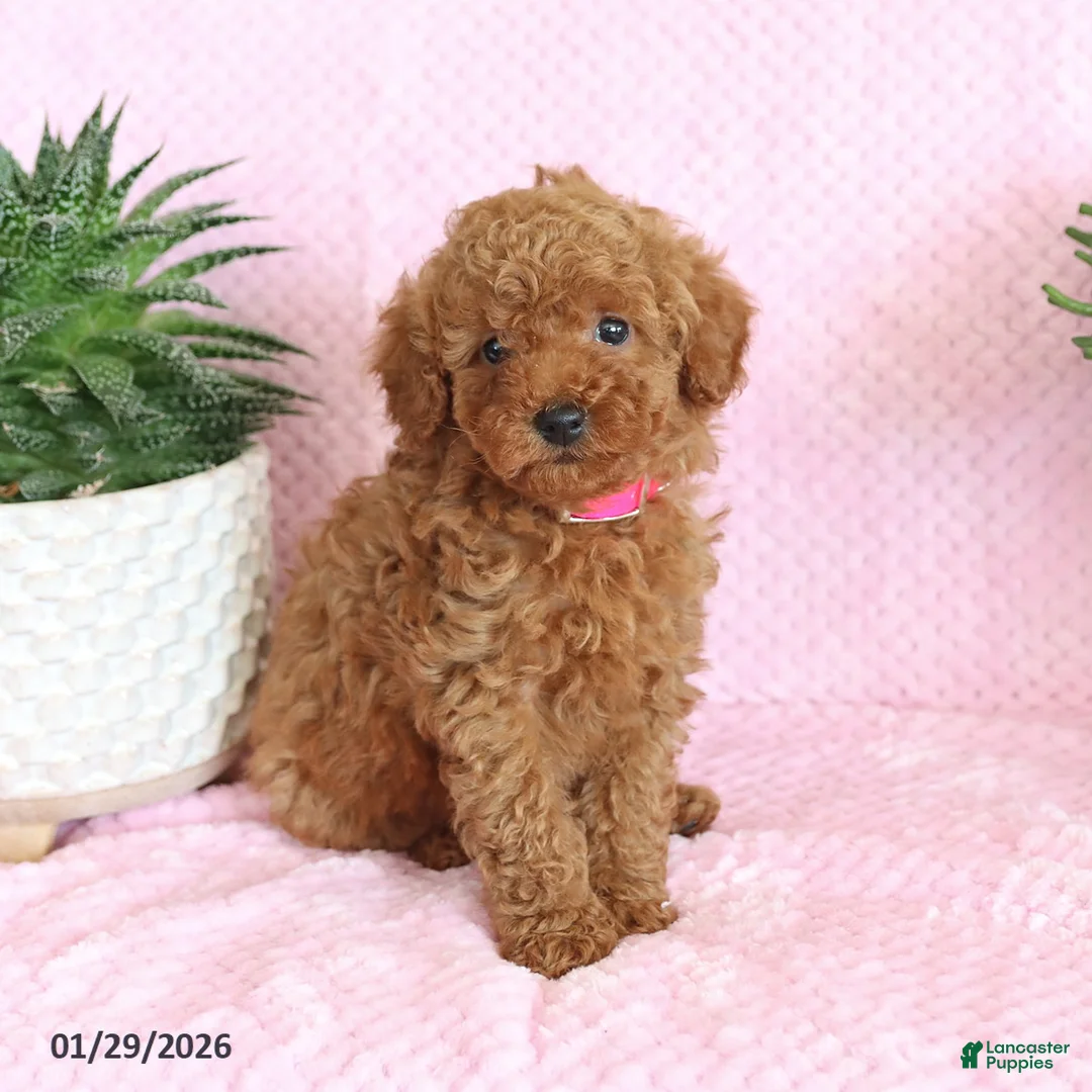 Miniature Poodle dogs for sale: Ondrea - Ad 3