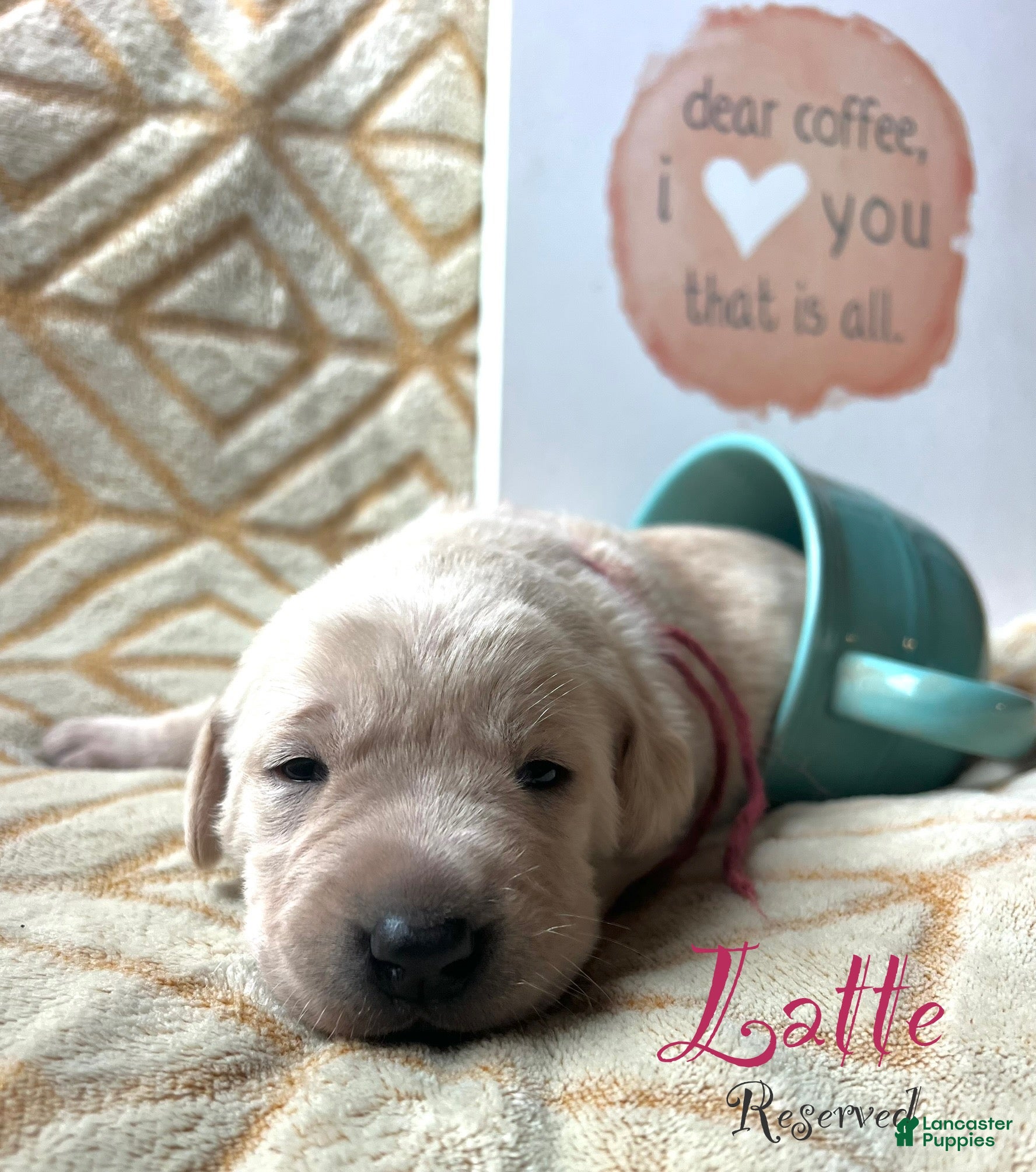 Labrador Retriever dogs Latte - Ad 18
