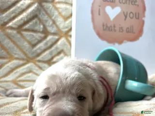 Labrador Retriever dogs Latte - Ad 18