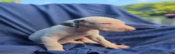 Great Dane dogs for sale: JuneBug - Ad 3
