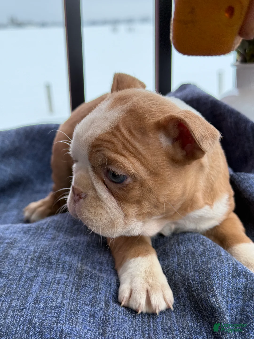 Boston Terrier dogs for sale: Beauty - Ad 4