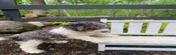 Bernedoodle dogs for sale: Rosco - Ad 2