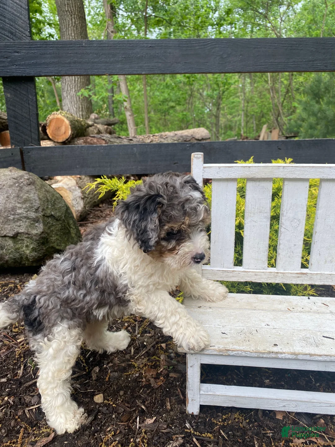 Bernedoodle dogs for sale: Rosco - Ad 2