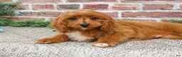 Cavapoo dogs for sale: Beau - Ad 3