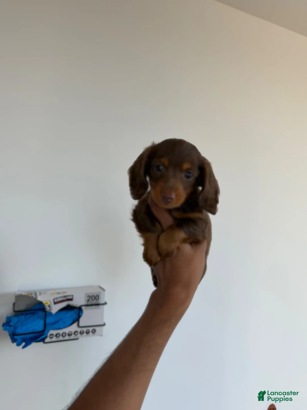 Miniature Dachshund dogs for sale: Scooby - Ad 5