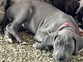 Great Dane dogs Penny - Ad 33