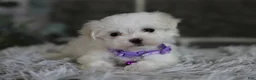 Maltipoo dogs for sale: Rue - Ad 3