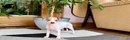 Italian Greyhound dogs for sale: Italian Greyhound female 3 white and fawn  - Ad 4