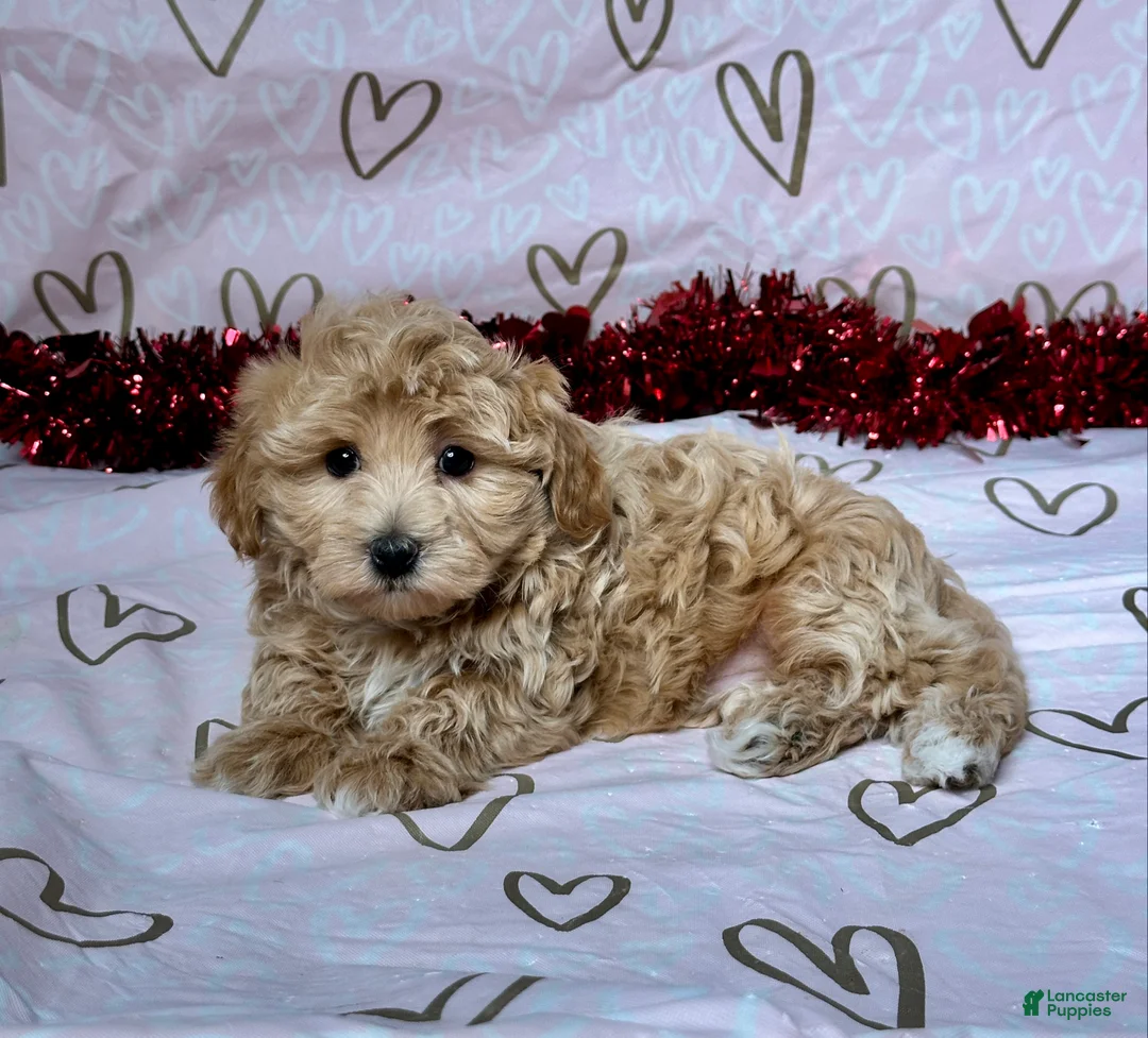 Maltipoo dogs for sale: Benson - Ad 5