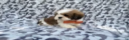 Lhasa Apso dogs for sale: Gannon - Ad 6