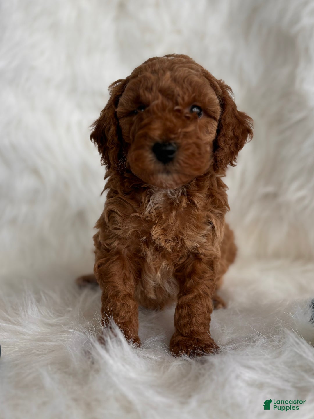 Mixed Breed dogs for sale: Mini Dasher - Ad 3