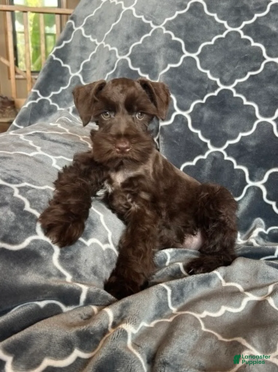 Schnauzer dogs for sale: Axel - Ad 4