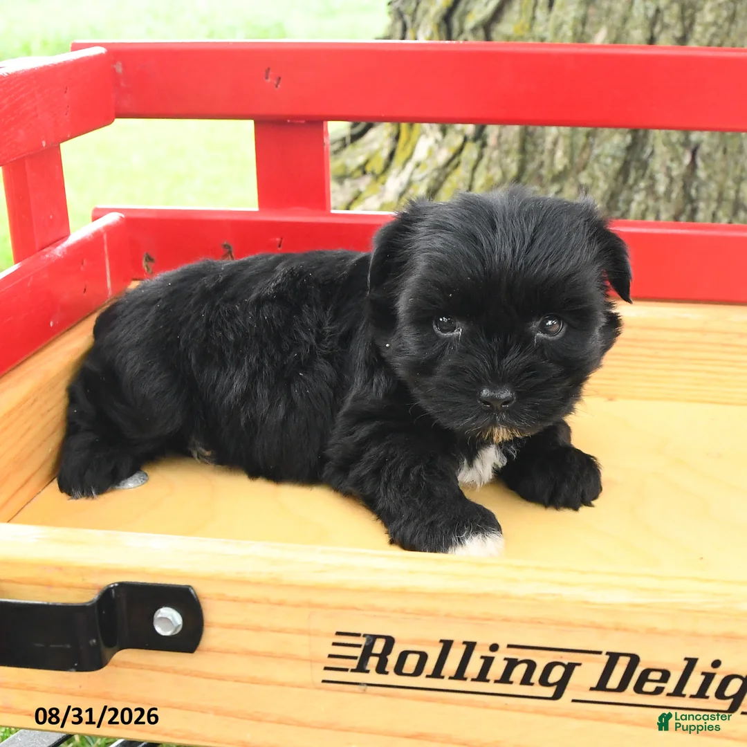 Yorkshire Terrier dogs for sale: Cameron - Ad 3