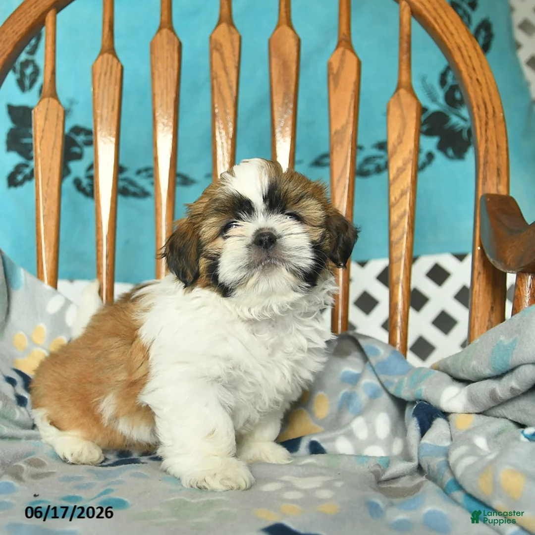 Shih Tzu dogs for sale: Oscar - Ad 2