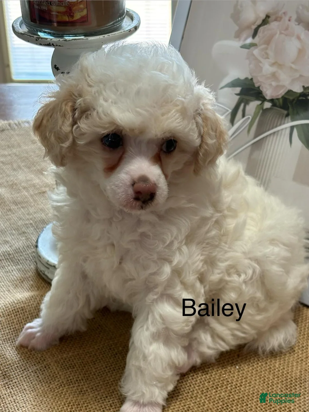 Miniature Poodle dogs for sale: Bailey - Ad 3
