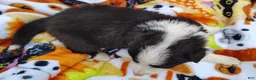 Border Collie dogs for sale: Piper - Ad 23