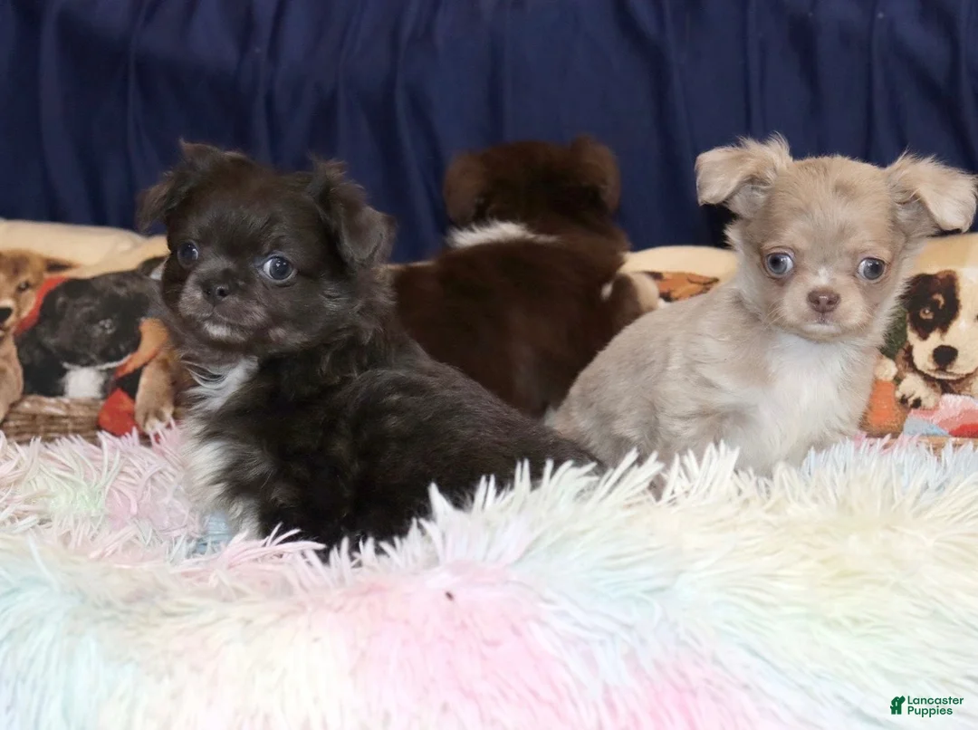 Chihuahua dogs for sale: Tiny - Ad 2