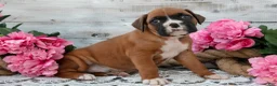 Boxer dogs for sale: Benji - Ad 2