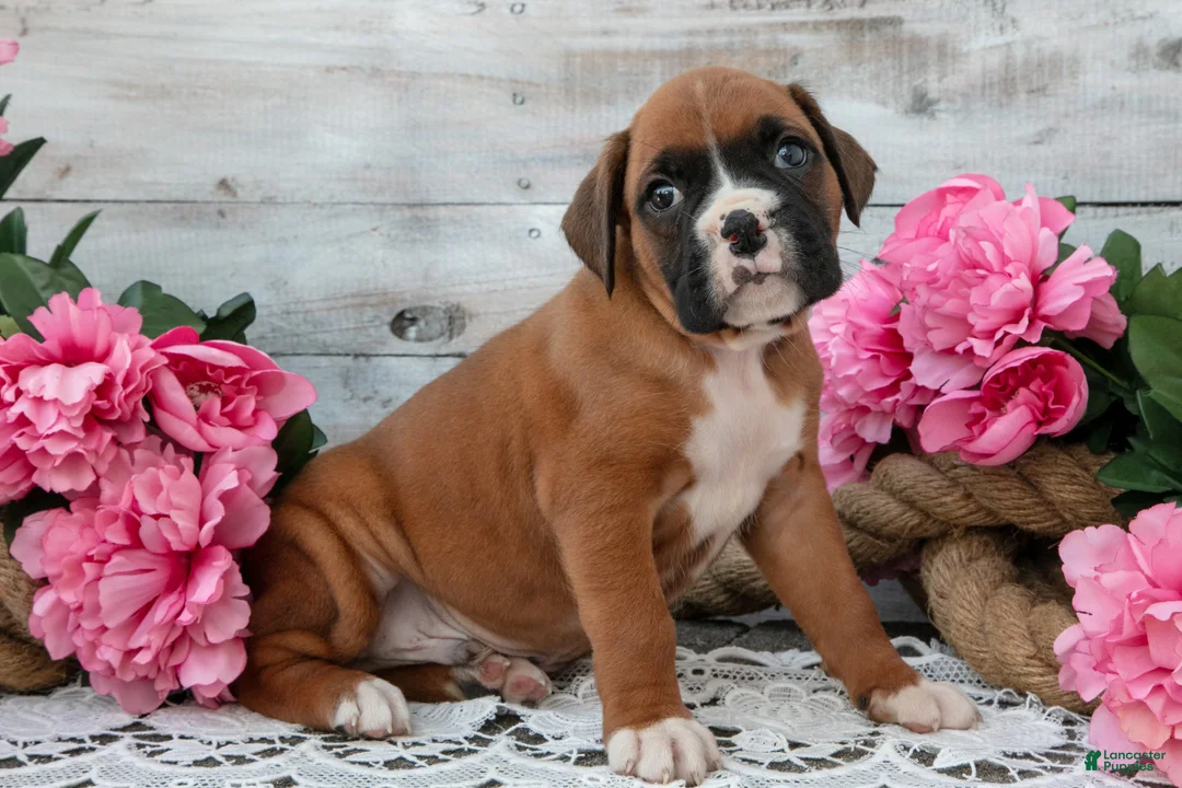 Boxer dogs for sale: Benji - Ad 2