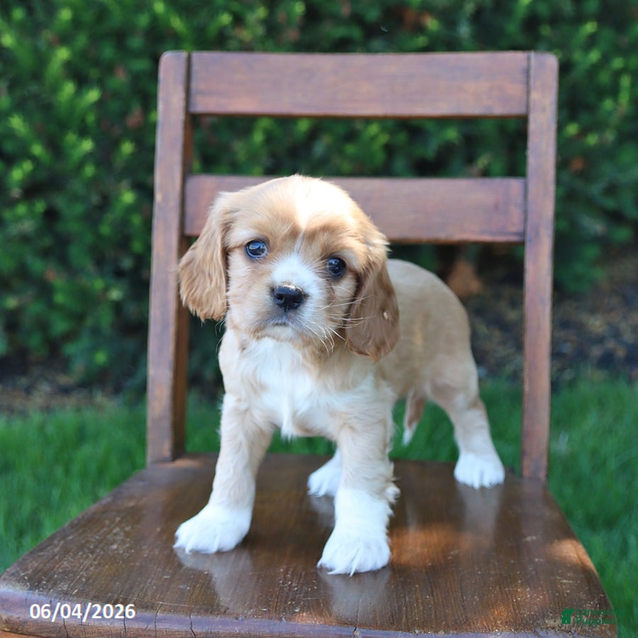Cockalier dogs for sale: Reba - Ad 3