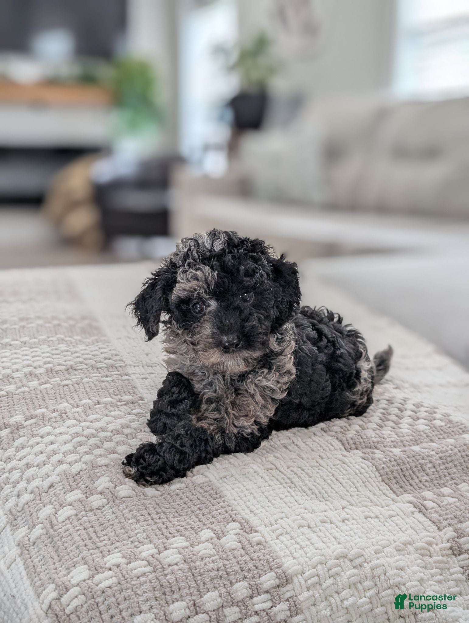 Miniature Poodle dogs Marley  - Ad 1