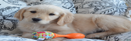 Golden Retriever dogs for sale: Grant - Ad 4