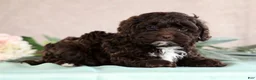 Cockapoo dogs for sale: Larry - Ad 5