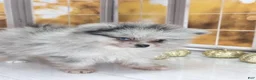 Pomeranian dogs for sale: Blackberry - Blue Merle 1 Blue Eye Pom Puppy - CH Lines! - Ad 6