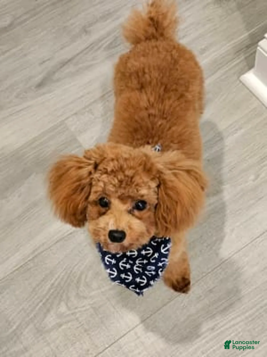 Gallery Image {{count}}