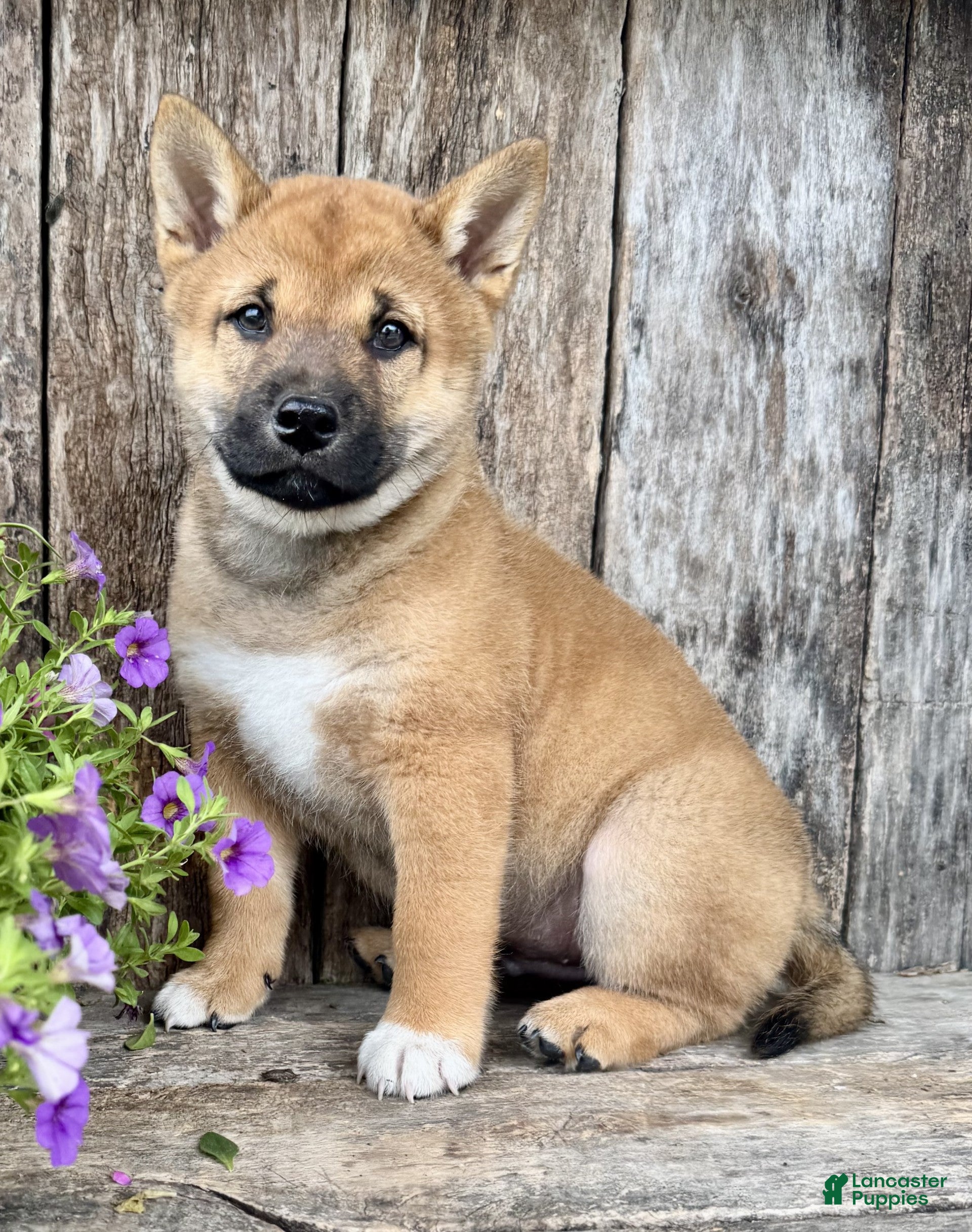 Shiba Inu dogs Whiskey - Ad 2