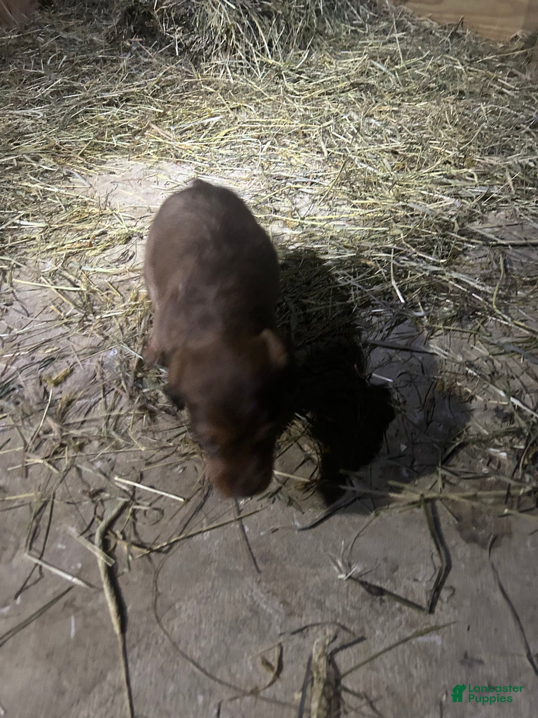 Jackapoo dogs for sale: Jackapoo Puppy 3 - Ad 4