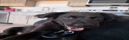 Mixed Breed dogs for sale: Mixed Breed 1 - Ad 5
