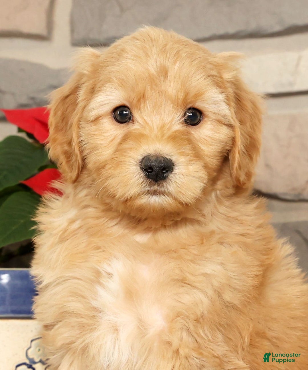 Mini Goldendoodle dogs for sale: Einstein - Ad 2
