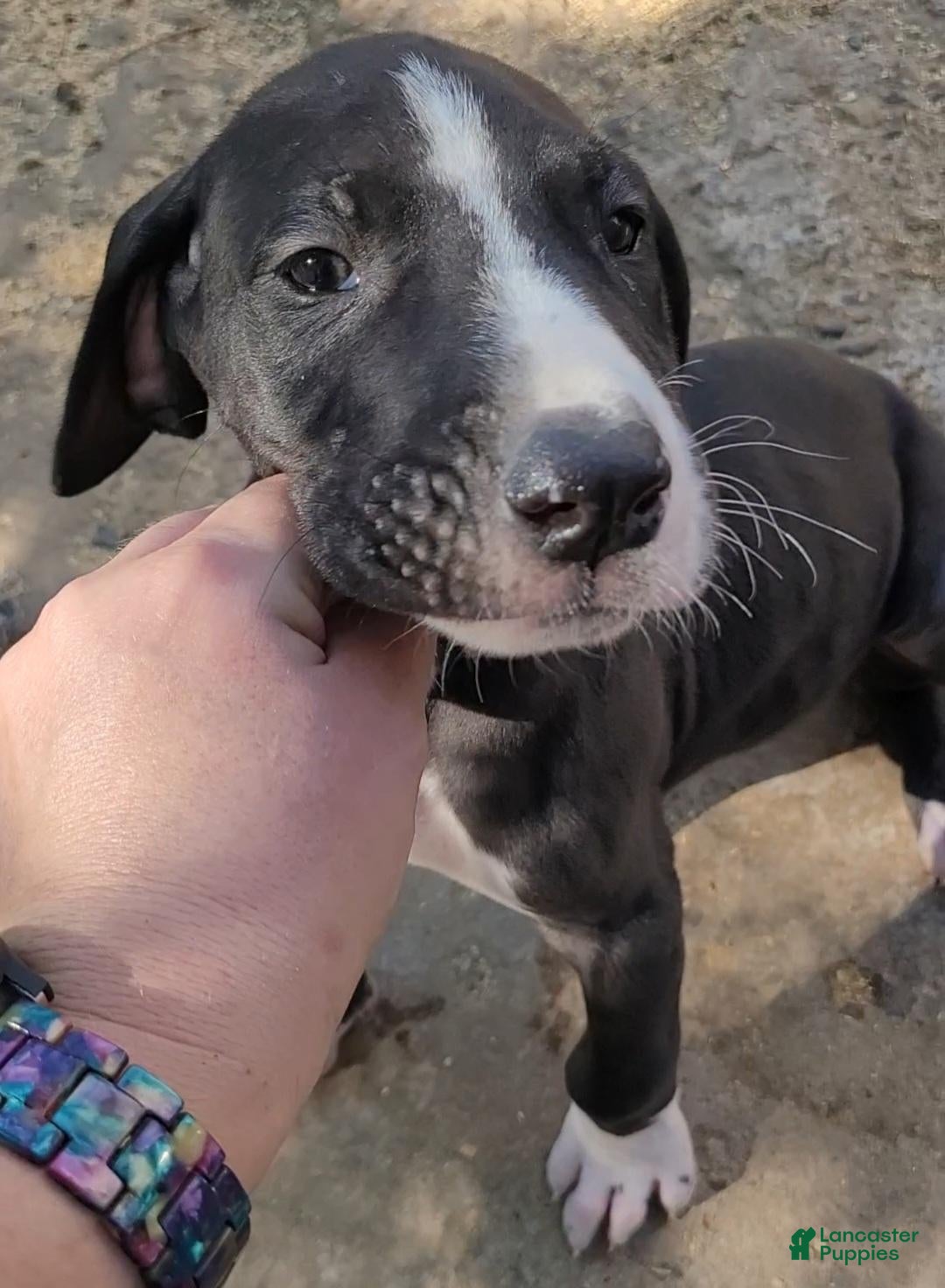 Great Dane dogs Great Dane GREEN-MALE - Ad 22