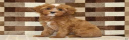 Cavapoo dogs for sale: Indy - Ad 1