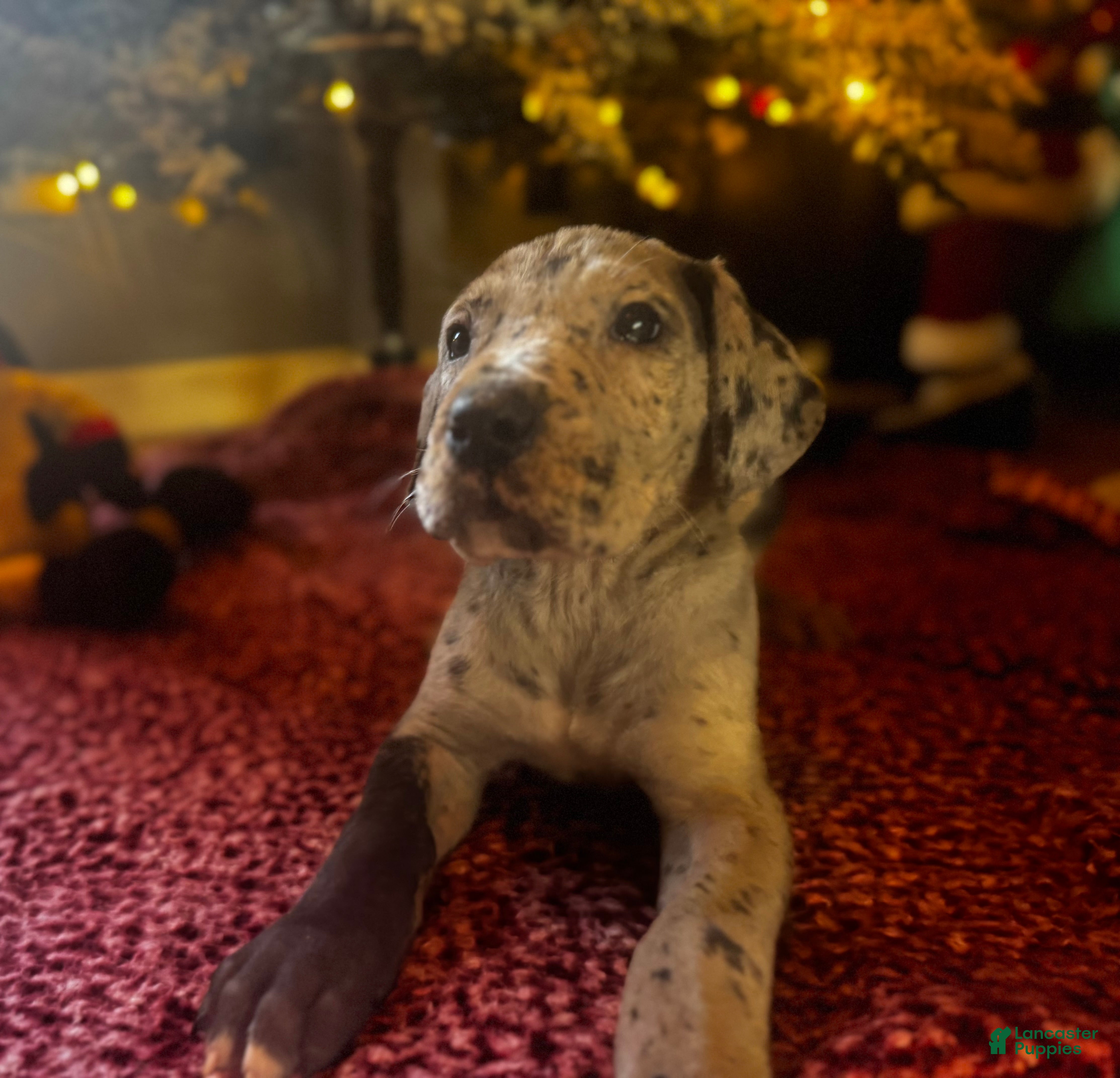 Great Dane dogs Buttercup - Ad 23