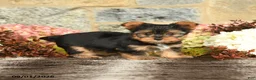 Yorkshire Terrier dogs for sale: Nathan - Ad 5