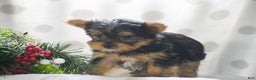 Yorkshire Terrier dogs for sale: Phantom - Ad 3