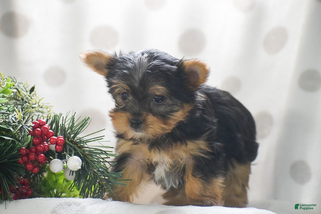 Yorkshire Terrier dogs for sale: Phantom - Ad 3