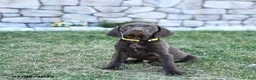 German Shorthaired Pointer dogs for sale: Inca - Ad 5