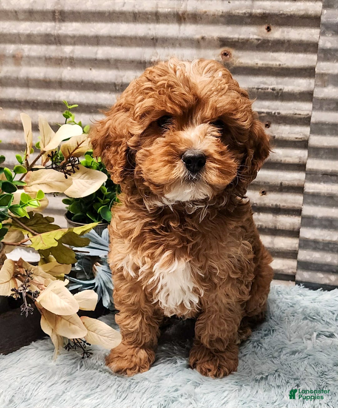 Cavapoo dogs for sale: Jolly - Ad 3